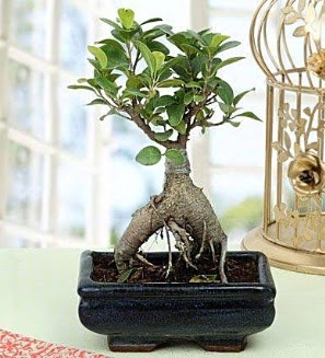 Appealing Ficus Ginseng Bonsai  rnak iek servisi , ieki adresleri 