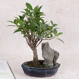 Japon aac Evergreen Ficus Bonsai  rnak ieki telefonlar 