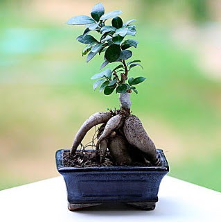 Marvellous Ficus Microcarpa ginseng bonsai  rnak cicekciler , cicek siparisi 
