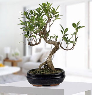 Gorgeous Ficus S shaped japon bonsai  rnak nternetten iek siparii 