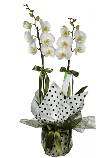 ift Dall Beyaz Orkide  rnak iek online iek siparii 