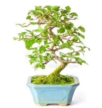 S zerkova bonsai ksa sreliine  rnak iek gnderme 