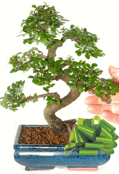 Yaklak 25 cm boyutlarnda S bonsai  rnak internetten iek siparii 