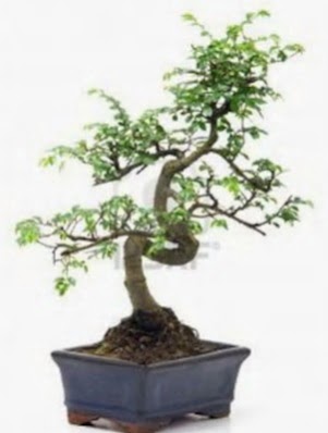 S gvde bonsai minyatr aa japon aac  rnak hediye iek yolla 