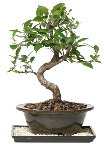 Altn kalite Ficus S bonsai  rnak ucuz iek gnder  Sper Kalite