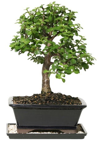 15 cm civar Zerkova bonsai bitkisi  rnak internetten iek siparii 