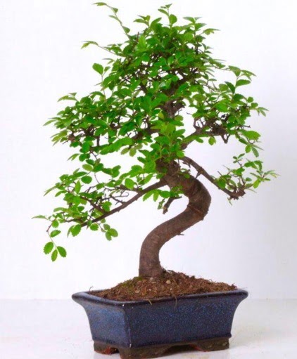 S gvdeli bonsai minyatr aa japon aac  rnak ieki telefonlar 