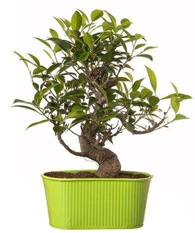 Ficus S gövdeli muhteşem bonsai  Şırnak internetten çiçek siparişi 