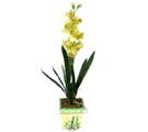 Özel Yapay Orkide Sari  Şırnak çiçek yolla 