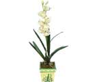 Özel Yapay Orkide Beyaz   Şırnak çiçek gönderme sitemiz güvenlidir 