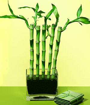  rnak iek online iek siparii  Good Harmony Lucky Bamboo