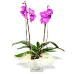  Şırnak hediye çiçek yolla  Cam yada mika vazo içerisinde  1 kök orkide