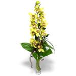  Şırnak çiçek gönderme  cam vazo içerisinde tek dal canli orkide