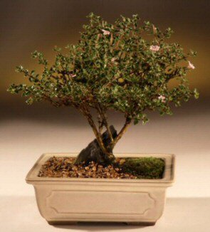 ithal bonsai saksi çiçegi  Şırnak yurtiçi ve yurtdışı çiçek siparişi 