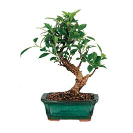  rnak internetten iek siparii  ithal bonsai saksi iegi  rnak kaliteli taze ve ucuz iekler 