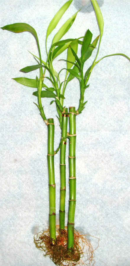 Lucky Bamboo 3 adet vazo hediye edilir   rnak 14 ubat sevgililer gn iek 