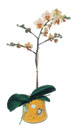  Şırnak uluslararası çiçek gönderme  Phalaenopsis Orkide ithal kalite