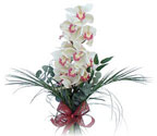  Şırnak internetten çiçek siparişi  Dal orkide ithal iyi kalite