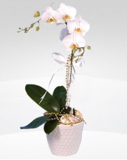 1 dallı orkide saksı çiçeği  Şırnak çiçek gönderme sitemiz güvenlidir 