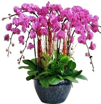 9 dallı mor orkide  Şırnak çiçek online çiçek siparişi 