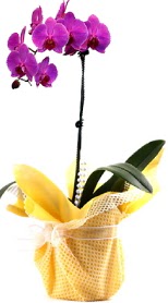  Şırnak internetten çiçek siparişi  Tek dal mor orkide saksı çiçeği