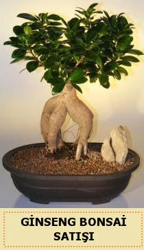 İthal Ginseng bonsai satışı japon ağacı  Şırnak internetten çiçek siparişi 