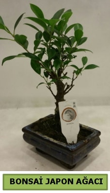 Bonsai japon ağacı saksı bitkisi  Şırnak güvenli kaliteli hızlı çiçek 