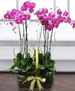 7 dallı mor lila orkide  Şırnak çiçekçi telefonları 