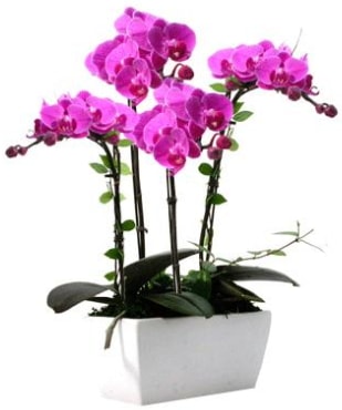 Seramik vazo içerisinde 4 dallı mor orkide  Şırnak hediye çiçek yolla 
