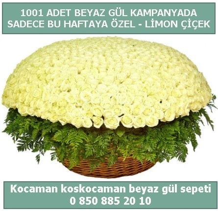 1001 adet beyaz gül sepeti özel kampanyada  Şırnak çiçekçi telefonları 