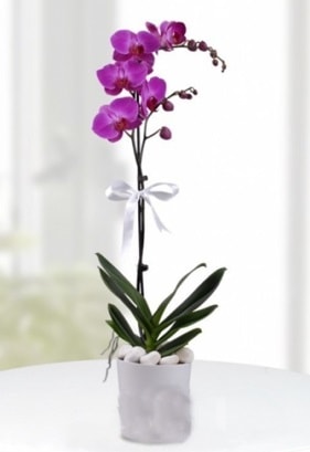 Tek dallı saksıda mor orkide çiçeği  Şırnak online çiçek gönderme sipariş 