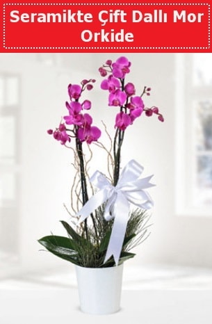 Seramikte Çift Dallı Mor Orkide  Şırnak çiçek servisi , çiçekçi adresleri 