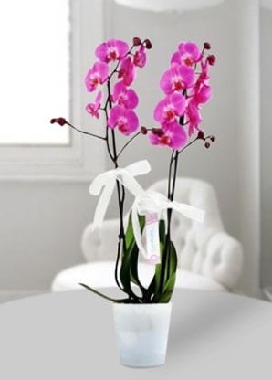 Çift dallı mor orkide  Şırnak online çiçek gönderme sipariş 