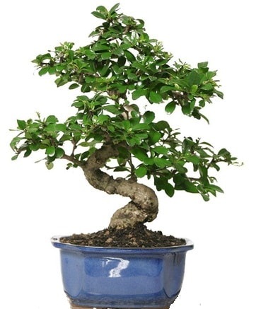 21 ile 25 cm arası özel S bonsai japon ağacı  Şırnak ucuz çiçek gönder 